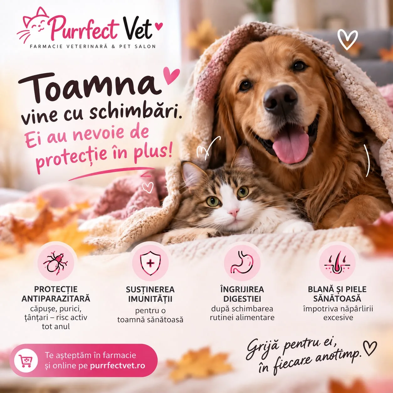 Îngrijirea câinilor și pisicilor toamna – 5 sfaturi utile